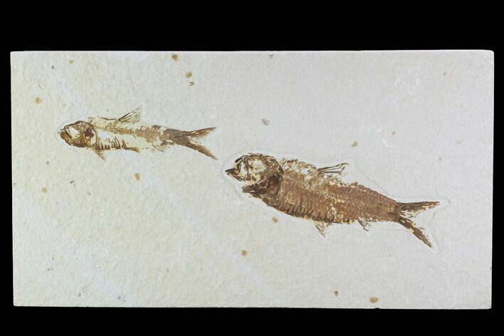 Fossil Fish Plate (Knightia eocaena) - Wyoming #94191